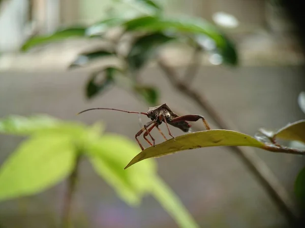 Acanthocephala Terminalis Вид Тли Семейства Coreidae Который Утром Сидит Листьях — стоковое фото