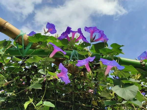 Цветок Morning Glory Показывает Разнообразие Славы Которая Существует Различные Мотивы — стоковое фото