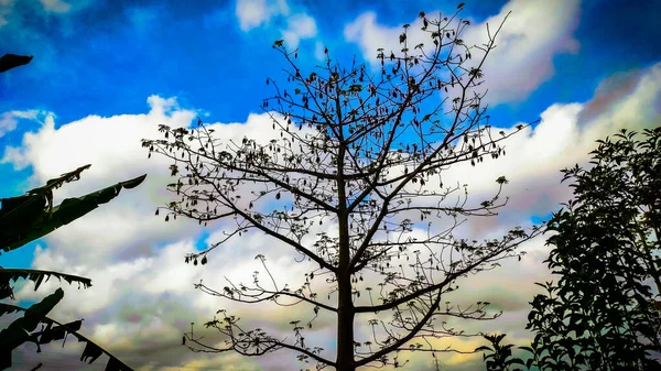 Vista Del Árbol Randu Con Fruto Viejo Las Nubes Sobre — Foto de Stock