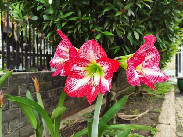 今日人気のある赤いアマリリスの花 観賞用植物 この植物はさまざまな種類と色を持っています アマリリスは庭や鉢の庭にあります — ストック写真