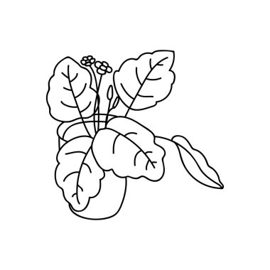 Tek el azize Paulia 'yı çizdi. Çizimler vektör illüstrasyonu. Ev dekorasyonu, ev bitkisi.