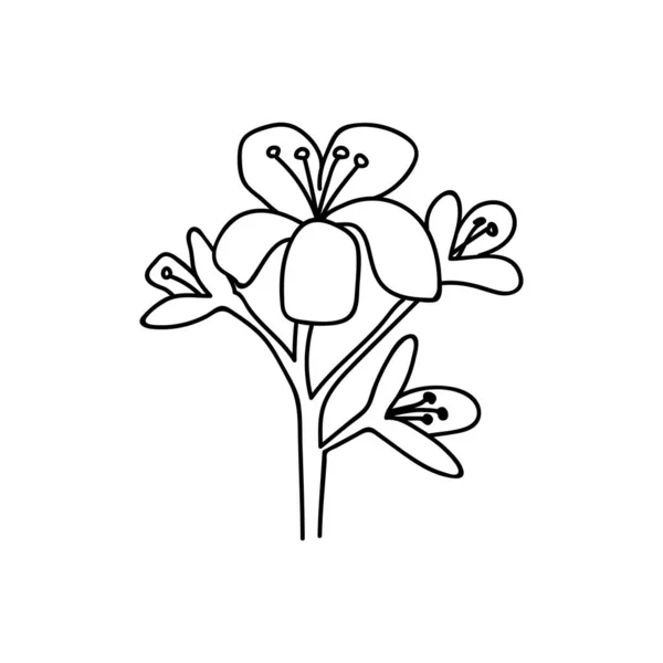 Single Hand Drawn Flower Inflorescence Doodles Vector Illustration Isolated White — Vettoriale Stock