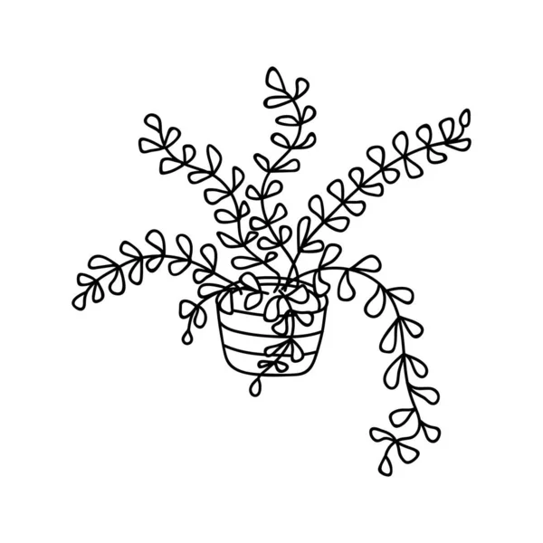Plante Intérieur Dessinée Main Illustration Vectorielle Des Caniches Éléments Décoration — Image vectorielle