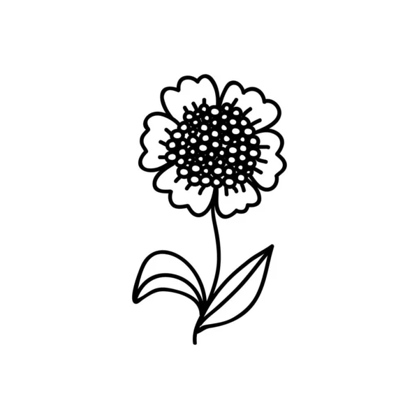 Une Fleur Dessinée Main Illustration Vectorielle Des Caniches Isolé Sur — Image vectorielle