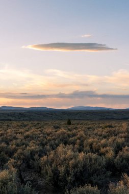 Yalnız ağaç ve bulut gün batımında bozkırda
