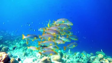 scuba diving in the sea maldives shark turtles exotic fishes