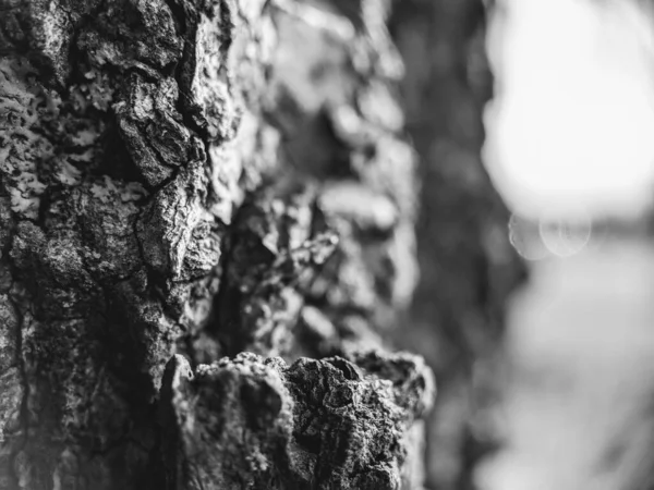 Siyah-beyaz ağaç kabuğunun yakın çekimi.