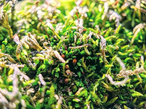 Bir yosun parçasını kapat.