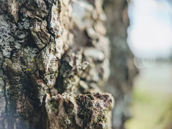 Ağaç kabuğu Close-Up.