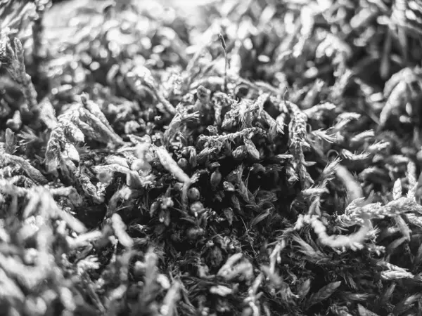 Siyah ve beyaz bir yosun parçasını kapat.