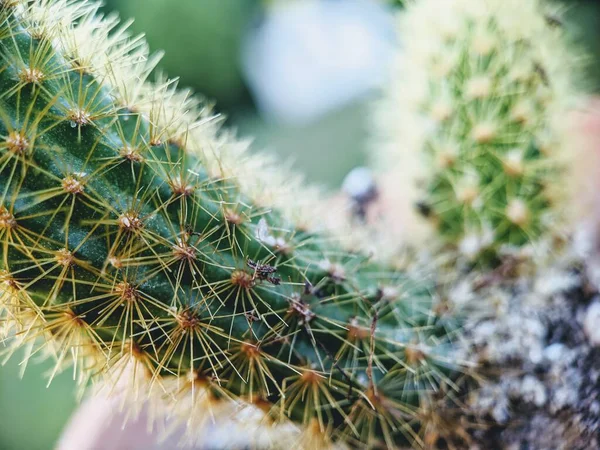 Halı lifleri siyah beyaz görünüyor..