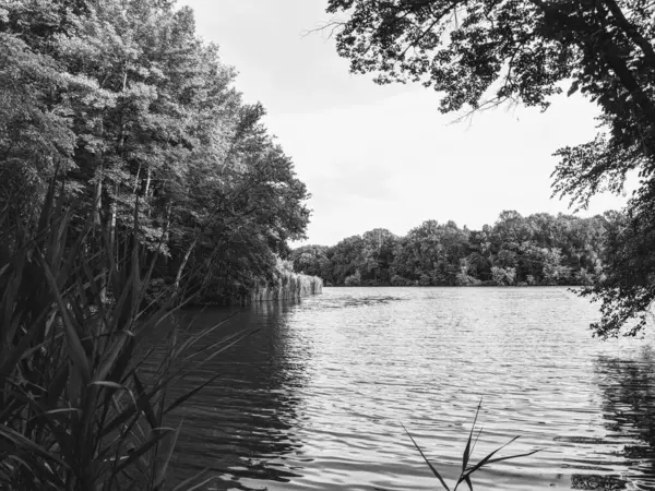Siyah beyaz bir parktaki ağaçların arasından görünen bir göl..