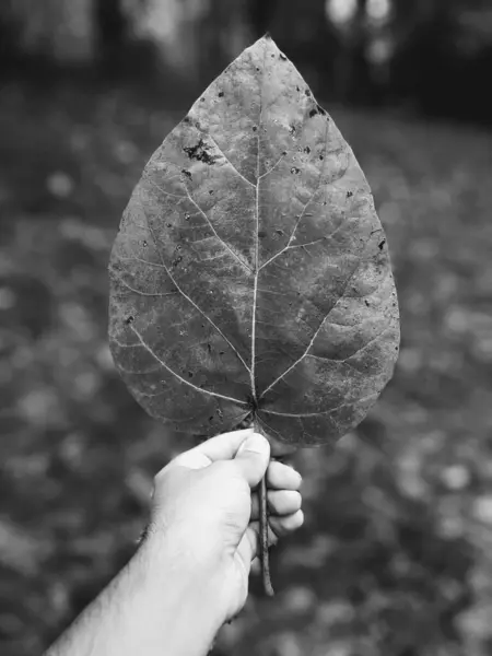 Büyük bir yaprak el ele tutuşur..