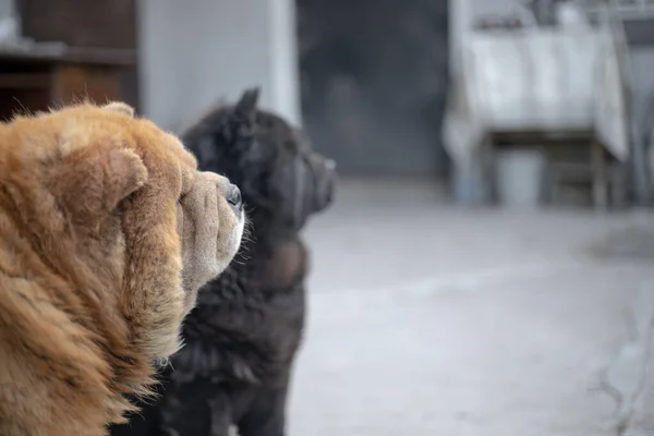 Bahçede iki siyah ve kırmızı köpek oturuyor..