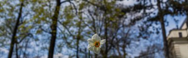 Narcissus çiçeğinin alçak açılı manzarası, afiş 