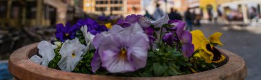 Blooming flowers in flowerbed on blurred urban street in Wroclaw, banner  clipart