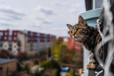 Arka planda Wroclaw şehri olan bir kedi balkonda 