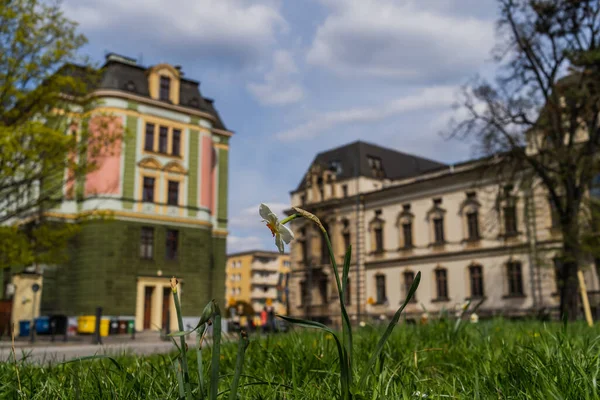 Narzissenblüte Gras Auf Verschwommener Straße Breslau — Stockfoto