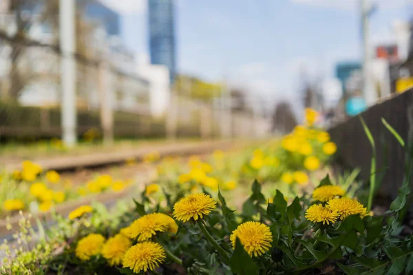 Close up view of dandelions on urban street — Stock Photo