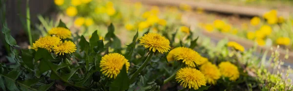 Close up view of yellow dandelions outdoors, banner — Stock Photo