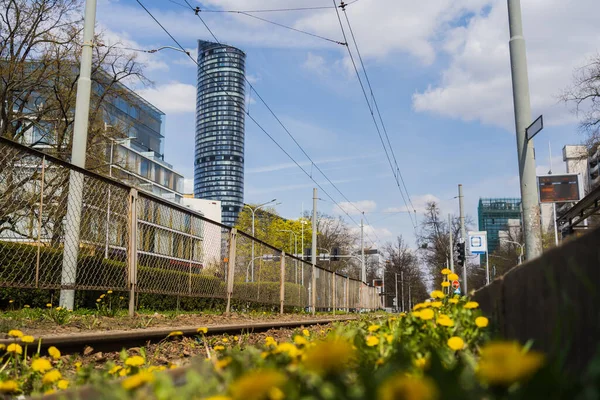 Dentes-de-leão desfocados perto da ferrovia em Wroclaw — Stock Photo