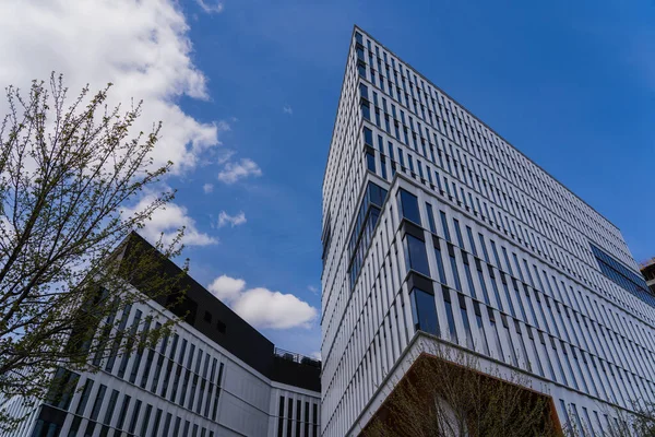 Vista ad angolo basso dell'albero vicino all'edificio moderno a Breslavia — Foto stock