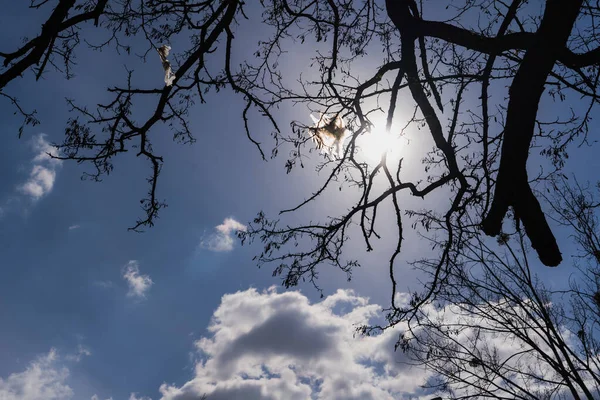 Vue à angle bas des branches des arbres et ciel nuageux en arrière-plan — Photo de stock