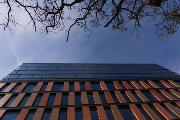 Vista inferiore dell'albero vicino all'edificio moderno con cielo sullo sfondo a Breslavia — Foto stock