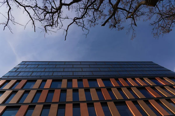 Vista inferior da árvore perto do edifício moderno com céu no fundo em Wroclaw — Fotografia de Stock