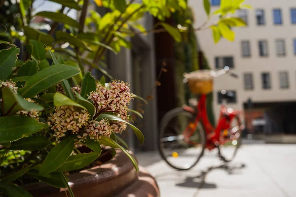 Fleurs sur une rue urbaine floue à Wroclaw — Photo de stock