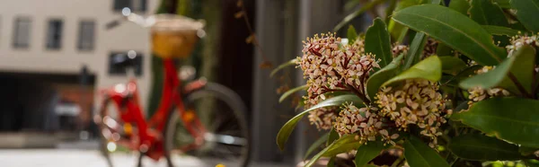 Flowers with leaves on blurred urban street in Wroclaw, banner — Stock Photo