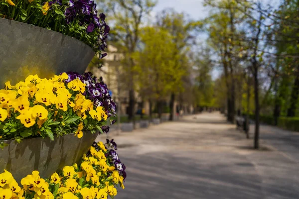 Floraison de fleurs sur une rue urbaine floue à Wroclaw — Photo de stock
