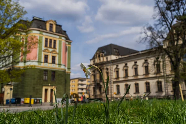 Narciso flor en la hierba en la calle borrosa en Wroclaw - foto de stock