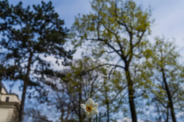 Vue à faible angle de la fleur de narcisse à l'extérieur — Photo de stock