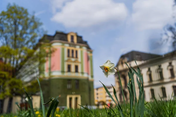 Квіти нарцисів на розмитій міській вулиці у Вроцлаві. — стокове фото