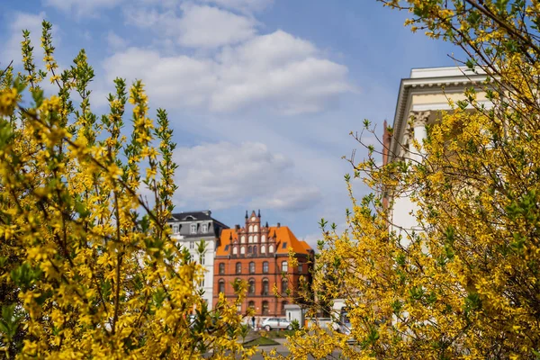 Blooming trees and blurred buildings on urban street in Wroclaw — Stock Photo