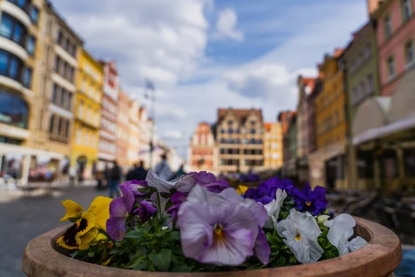 Flowers in flowerbed on blurred street in Wroclaw — Stock Photo
