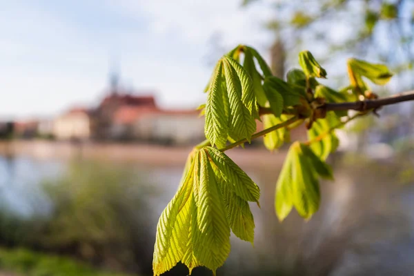 Chestnut tree on blurred urban street in Wroclaw — Stock Photo