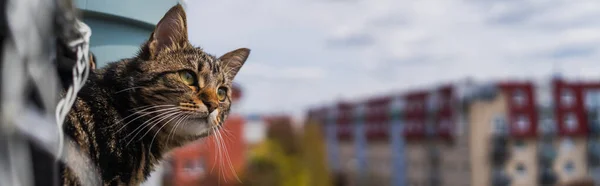 Gato en el balcón con borrosa Wroclaw en el fondo, pancarta - foto de stock