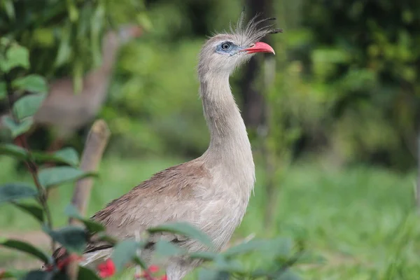 Gros Plan Oiseau — Photo