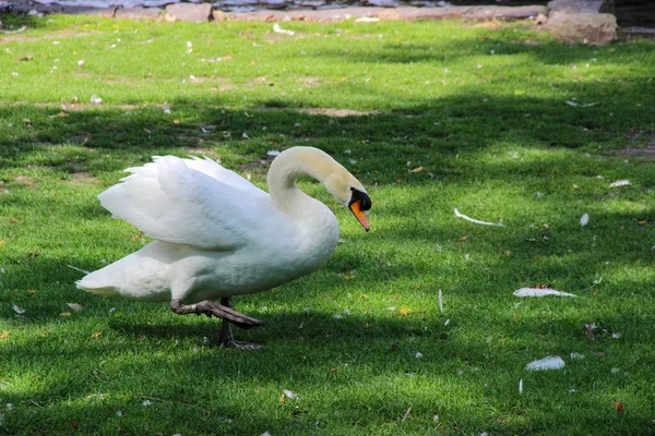 Bruges parkında kuğular