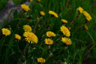 Dandelions çim bir arka plan üzerinde