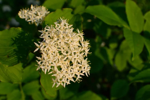 Piękne Białe Kwiaty Krzewie Naturalna Tapeta — Zdjęcie stockowe