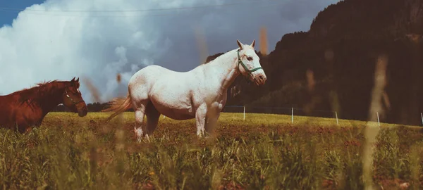 Beautiful Horses Countryside — Stock Photo, Image