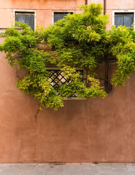 Venedik, İtalya 'da çiçeklerle kaplı bir binanın güzel ve büyüleyici yüzü.