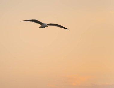 Gün batımında gökyüzü arka planında martı süzülüyor 