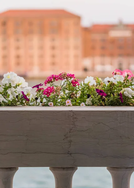 colorful petunia flowers on balcony and sea on the background