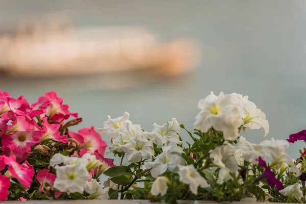 Balkonda renkli petunya çiçekleri ve arka planda deniz 