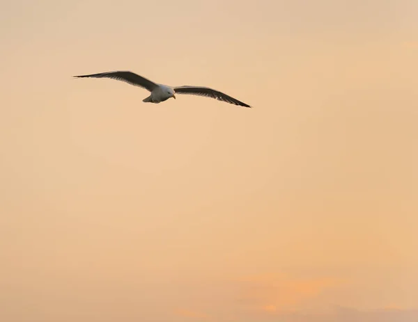 Ковзання Чайки Фоном Неба Заходу Сонця — стокове фото