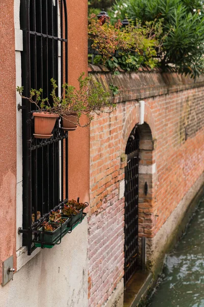 Beautiful Charming Facade Green Plants Hanging Venice Italy — Stockfoto